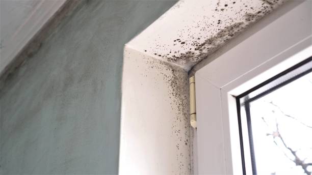 Best Commercial Mold Removal  in Somerset, OH